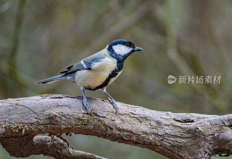 大山雀(Parus major)